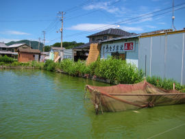  うなぎ蒲焼・大川