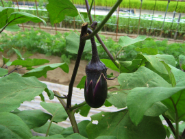  自家菜園