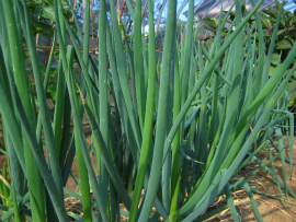  自家菜園