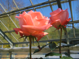 香川県園芸総合センター