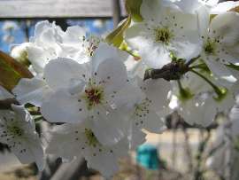  自家菜園