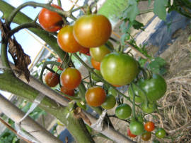  自家菜園｜プチトマト