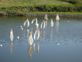 瀬戸内国際芸術祭2010in豊島| Teshima sense（豊島の気配）