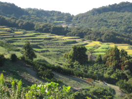 瀬戸内国際芸術祭2010in豊島|棚田