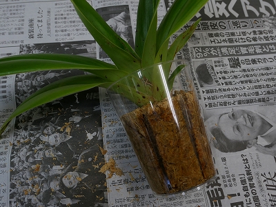 画像の説明