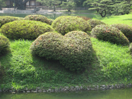 栗林公園｜恋ツツジ