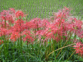 瀬戸内国際芸術祭2010in小豆島｜彼岸花