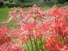 瀬戸内国際芸術祭2010in小豆島｜彼岸花