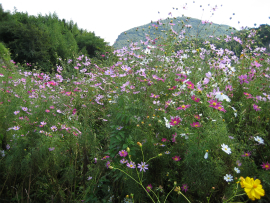 瀬戸内国際芸術祭2010in小豆島｜コスモス