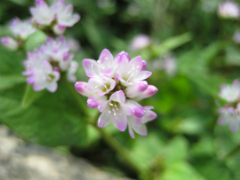 瀬戸内国際芸術祭2010in小豆島｜花