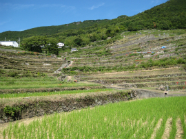 瀬戸内国際芸術祭2010in小豆島｜中山千枚田