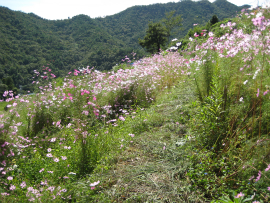 瀬戸内国際芸術祭2010in小豆島｜中山・コスモス