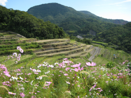 瀬戸内国際芸術祭2010in小豆島｜中山千枚田