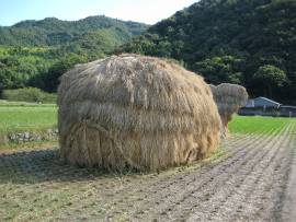 瀬戸内国際芸術祭2010in小豆島｜65・わらアート「鯨」