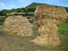 瀬戸内国際芸術祭2010in小豆島｜65・わらアート「鯨」