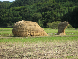 瀬戸内国際芸術祭2010in小豆島｜65・わらアート「鯨」