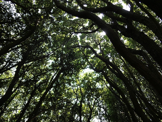 瀬戸内国際芸術祭2019 in 沙弥島108